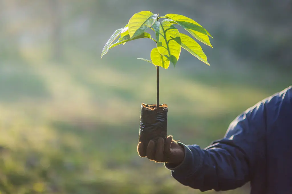 Tree Planting Initiatives