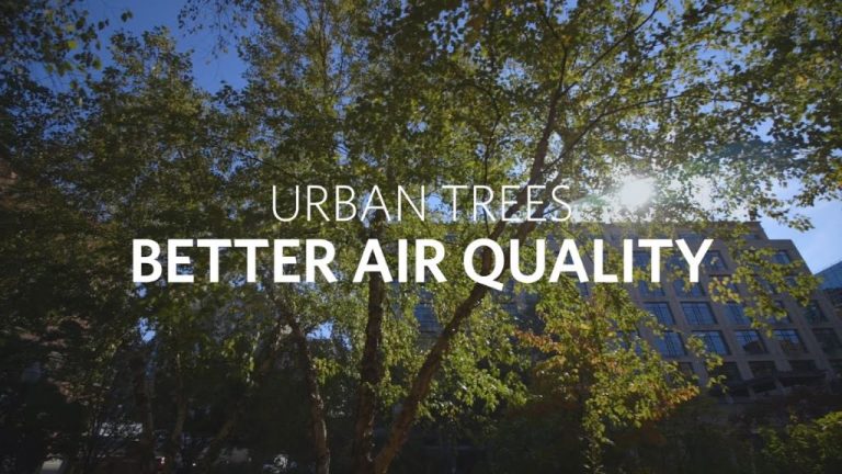 Tree Planting Initiative Promoted by One Tree Forest Foundation Enhances Air Quality in Urban Environments